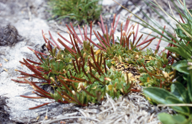 APII jpeg image of Epilobium tasmanicum  © contact APII