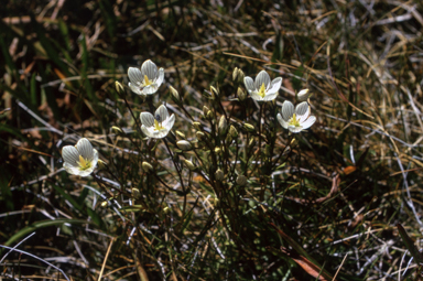 APII jpeg image of Chionogentias muelleriana subsp. alpestris  © contact APII