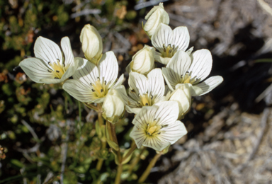 APII jpeg image of Chionogentias muelleriana subsp. alpestris  © contact APII