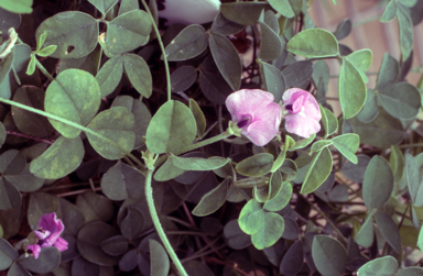 APII jpeg image of Glycine latrobeana  © contact APII