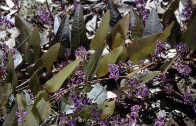 APII jpeg image of Hardenbergia violacea  © contact APII