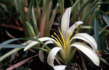 APII jpeg image of Herpolirion novae-zelandiae  © contact APII