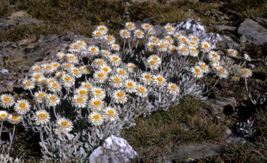 APII jpeg image of Leucochrysum alpinum  © contact APII