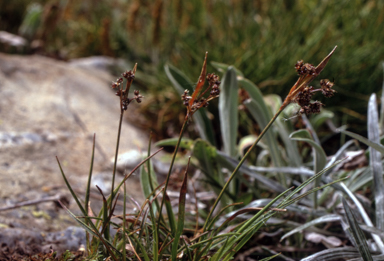 APII jpeg image of Luzula novae-cambriae  © contact APII