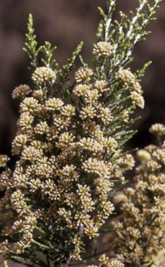 APII jpeg image of Ozothamnus cupressoides  © contact APII