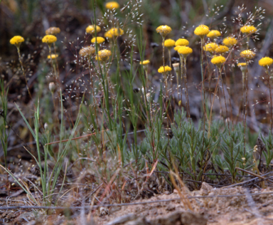 APII jpeg image of Leptorhynchos squamatus  © contact APII