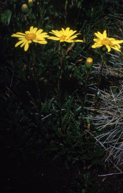 APII jpeg image of Microseris lanceolata  © contact APII