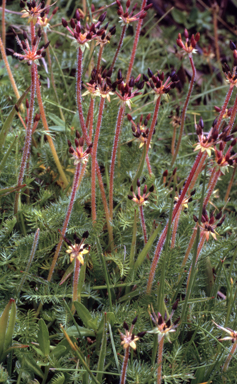 APII jpeg image of Oreomyrrhis ciliata  © contact APII