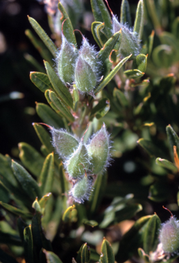 APII jpeg image of Callistachys alpestre  © contact APII