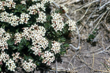 APII jpeg image of Pimelea alpina  © contact APII