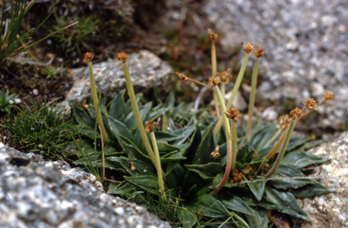 APII jpeg image of Plantago muelleri  © contact APII