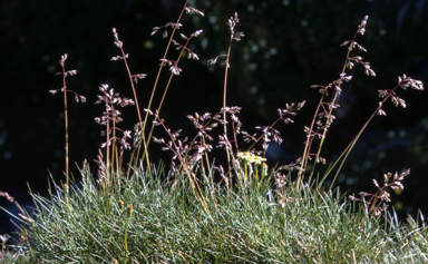 APII jpeg image of Poa fawcettiae  © contact APII