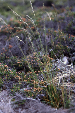 APII jpeg image of Poa saxicola  © contact APII