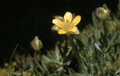 APII jpeg image of Ranunculus niphophilus  © contact APII
