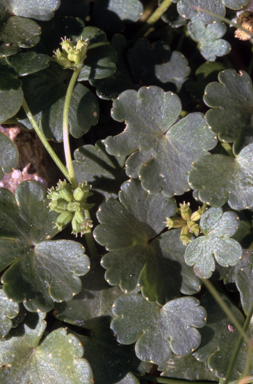 APII jpeg image of Schizeilema fragrosea  © contact APII