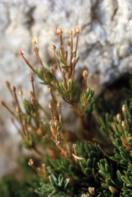 APII jpeg image of Scleranthus singulifloris  © contact APII