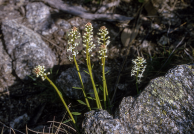 APII jpeg image of Stackhousia monogyna  © contact APII