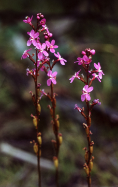APII jpeg image of Stylidium graminifolium  © contact APII