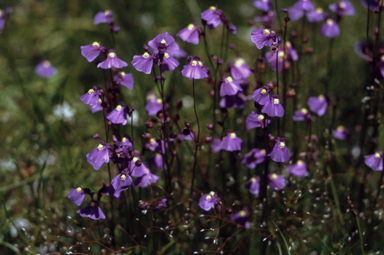 APII jpeg image of Utricularia dichotoma  © contact APII