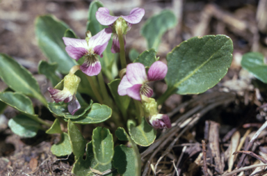 APII jpeg image of Viola betonicifolia  © contact APII