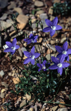 APII jpeg image of Wahlenbergia gloriosa  © contact APII