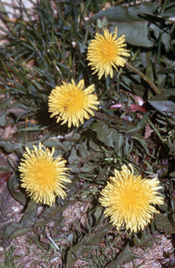 APII jpeg image of Taraxacum officinale sp. agg.  © contact APII