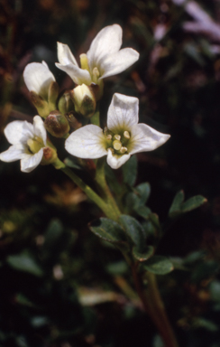 APII jpeg image of Cardamine lilacina  © contact APII