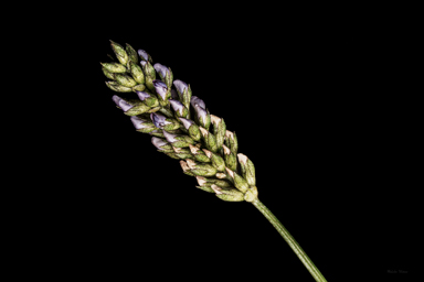 APII jpeg image of Cullen tenax  © contact APII