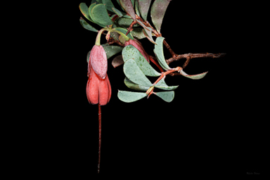 APII jpeg image of Homoranthus zeteticorum  © contact APII