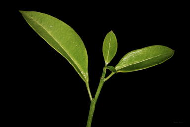APII jpeg image of Syzygium paniculatum  © contact APII