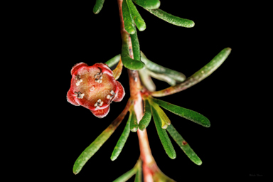 APII jpeg image of Thryptomene micrantha  © contact APII