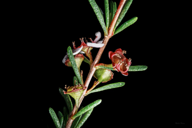 APII jpeg image of Thryptomene micrantha  © contact APII