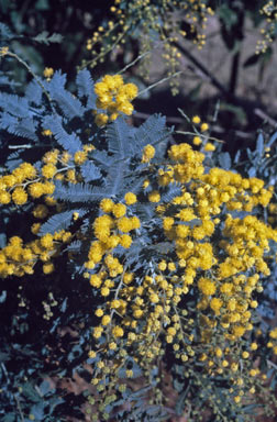 APII jpeg image of Acacia baileyana  © contact APII