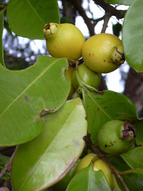 APII jpeg image of Psidium cattleyanum  © contact APII