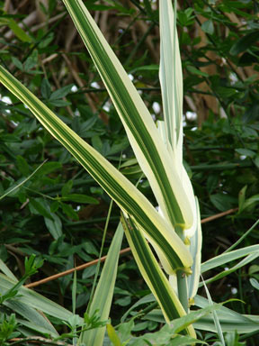 APII jpeg image of Arundo donax  © contact APII