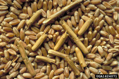 APII jpeg image of Aegilops cylindrica  © contact APII