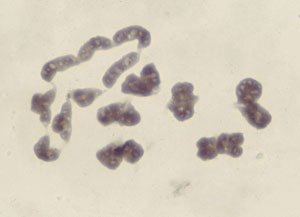 Chromosomal studies in Viscum