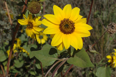 Helianthus annuus looking down