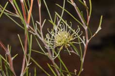 Grevillea hakeoides