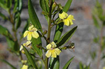 Goodenia 3 flowers focus