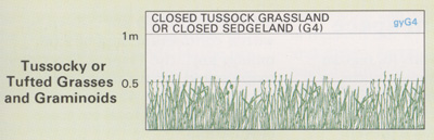 Closed Tussock Grassland structure